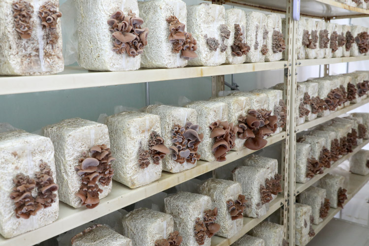 りんごの里 ひらかわファーム 栽培の様子