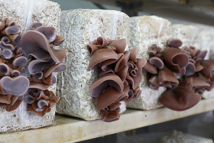 りんごの里 ひらかわファーム 青森きくらげ