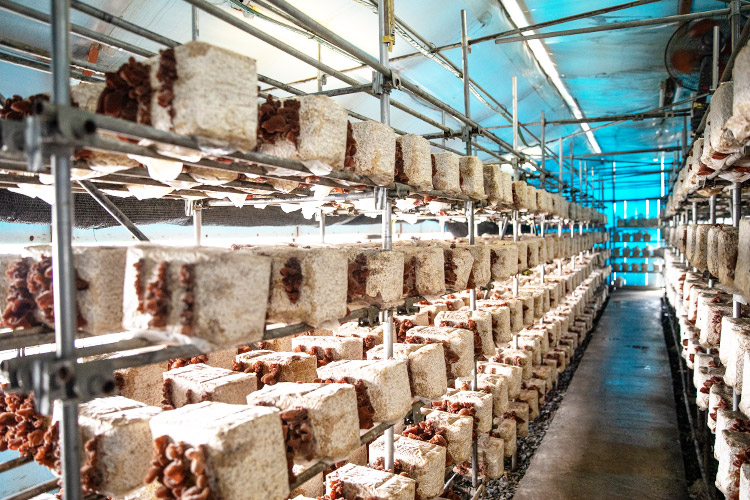 菌床しいたけ おおさわ 青森きくらげ